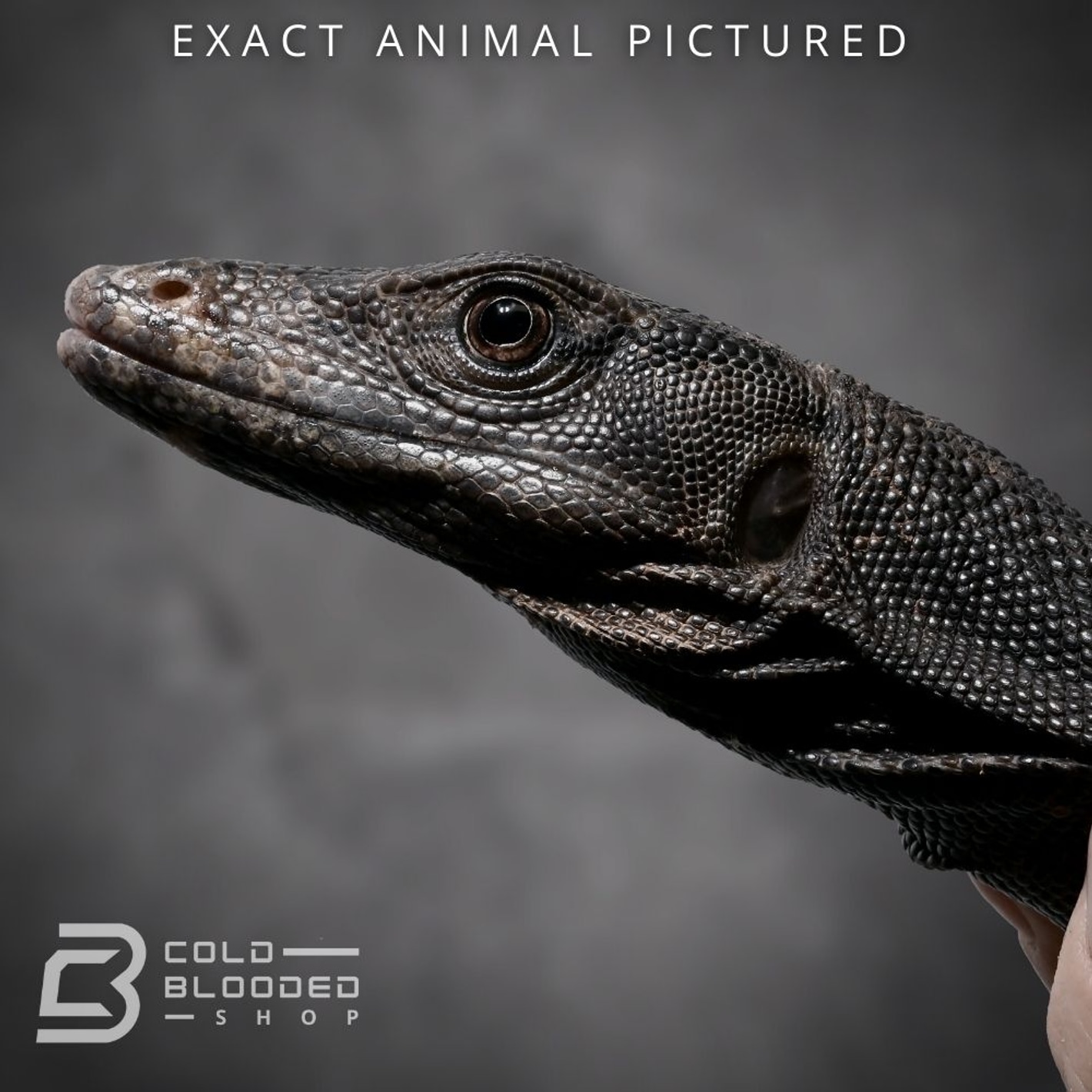Juvenile Black Dragon Water Monitor Water Monitors by Cold Blooded